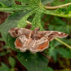 Caprona pillaana