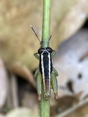 Usambilla castigata
