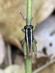 Usambilla castigata