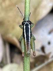 Usambilla castigata