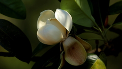 Magnolia tamaulipana