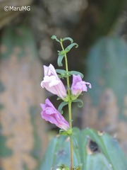 Lamourouxia dasyantha