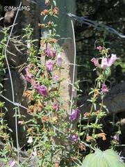 Lamourouxia dasyantha