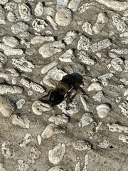 Megachile conjuncta