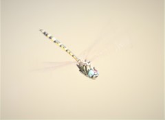 Hemicordulia intermedia