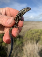 Lissolepis coventryi