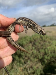 Lissolepis coventryi