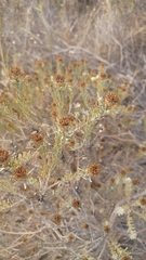 Oedera fruticosa