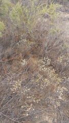 Oedera fruticosa