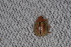 Paropsisterna basalis