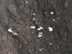 Conchomyces bursiformis