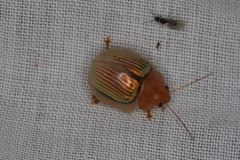 Paropsisterna basalis