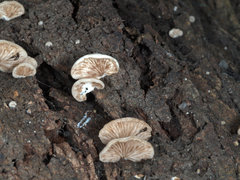 Conchomyces bursiformis