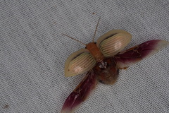 Paropsisterna basalis