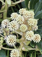 Fatsia japonica