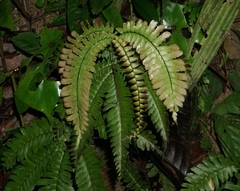 Adiantum villosum