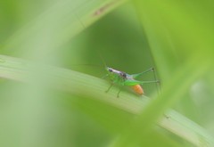 Conocephalus cognatus