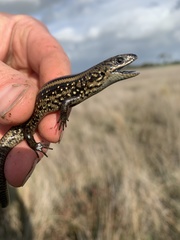 Lissolepis coventryi