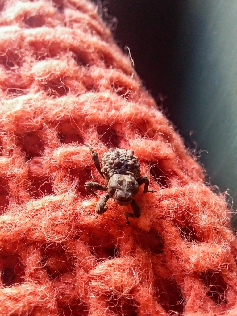 Tychanopais hudsoni