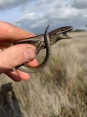 Lissolepis coventryi