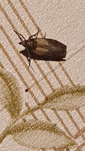 Plodia interpunctella