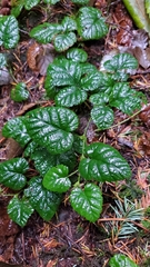 Rubus nivalis