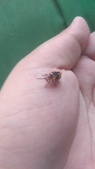 Phyllocharis undulata