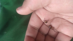 Phyllocharis undulata