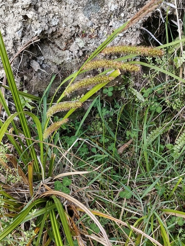 Carex forsteri (Carex forsteri)