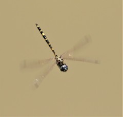 Hemicordulia intermedia