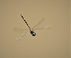 Hemicordulia intermedia