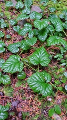 Rubus nivalis