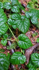 Rubus nivalis