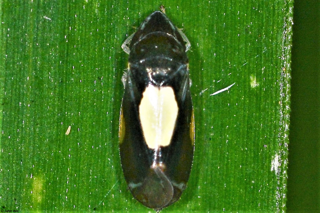Mukaria maculata