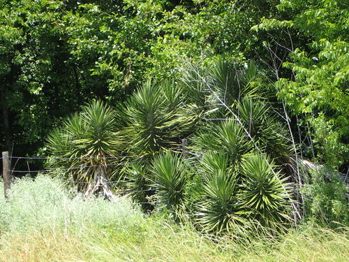 Yucca aloifolia