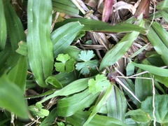 Hydrocotyle batrachium