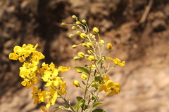 Echinopterys eglandulosa