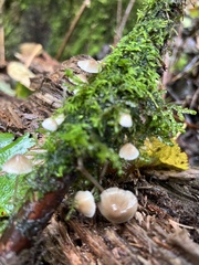 Mycena metata