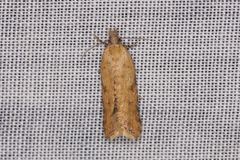 Constrictana constrictana