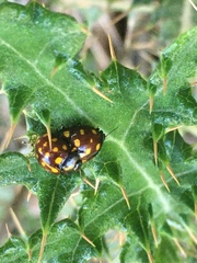Chrysolina vigintimaculata
