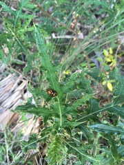 Chrysolina vigintimaculata
