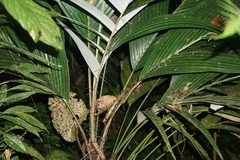 Astrocaryum mexicanum