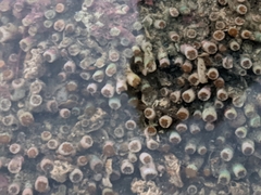 Polycyathus chaishanensis