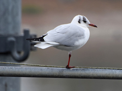 Chroicocephalus ridibundus