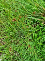 Juncus distegus