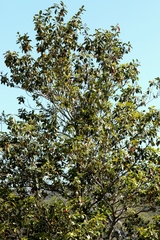 Magnolia tamaulipana
