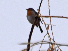 Erithacus rubecula