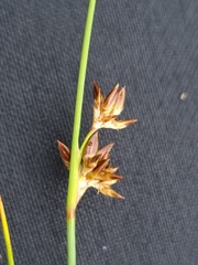 Juncus distegus