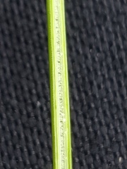 Juncus distegus