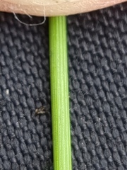 Juncus distegus